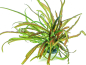 Preview: Grasblättriger Wasserkelch - Cryptocoryne crispatula in vitro